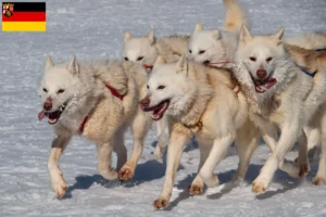 Read more about the article Grønlandske hundeopdrættere og hvalpe i Rheinland-Pfalz