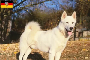 Read more about the article Grønlandske hundeopdrættere og hvalpe i Saarland