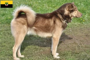 Read more about the article Grønlandske hundeopdrættere og hvalpe i Sachsen-Anhalt