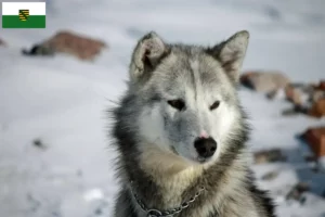 Read more about the article Grønlandske hundeopdrættere og hvalpe i Sachsen