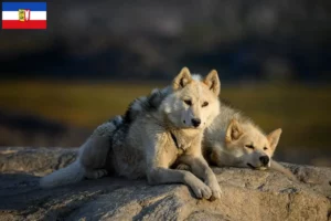 Read more about the article Grønlandske hundeopdrættere og hvalpe i Slesvig-Holsten
