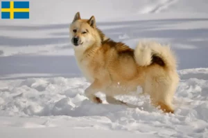 Read more about the article Grønlandske hundeopdrættere og hvalpe i Sverige