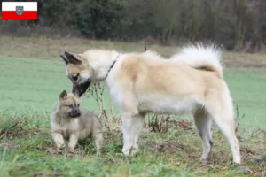 Read more about the article Grønlandske hundeopdrættere og hvalpe i Thüringen