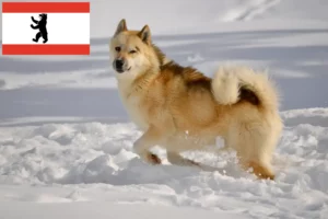 Read more about the article Grønlandske hundeopdrættere og hvalpe i Berlin