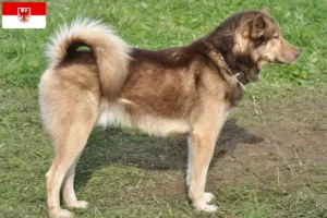 Read more about the article Grønlandske hundeopdrættere og hvalpe i Brandenburg
