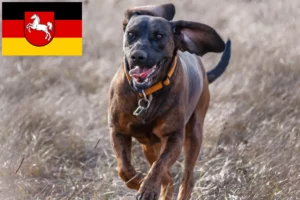 Read more about the article Hannoverscher Schweißhund opdrættere og hvalpe i Niedersachsen