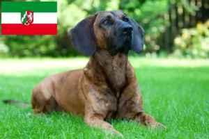 Read more about the article Hannoverscher Schweißhund opdrættere og hvalpe i Nordrhein-Westfalen
