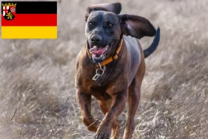 Read more about the article Hannoverscher Schweißhund opdrættere og hvalpe i Rheinland-Pfalz
