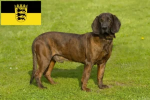 Read more about the article Hannoverscher Schweißhund opdrættere og hvalpe i Baden-Württemberg