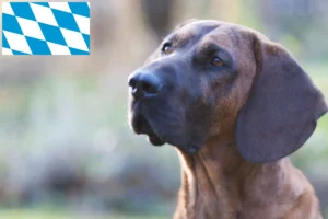 Read more about the article Hannoverscher Schweißhund opdrættere og hvalpe i Bayern