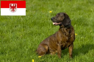 Read more about the article Hannoverscher Schweißhund opdrættere og hvalpe i Brandenburg