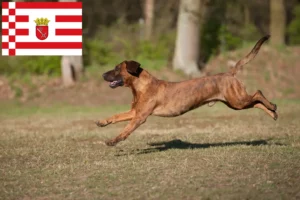 Read more about the article Hannoverscher Schweißhund opdrættere og hvalpe i Bremen