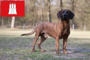 Read more about the article Hannoverscher Schweißhund opdrættere og hvalpe i Hamborg