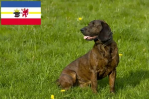 Read more about the article Hannoverscher Schweißhund opdrættere og hvalpe i Mecklenburg-Vorpommern