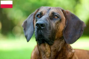 Read more about the article Hanoverian Welding hundeopdrætter og hvalpe i Polen