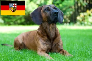 Read more about the article Hanoverian Welding hundeopdrætter og hvalpe i Saarland
