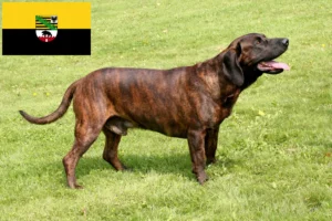 Read more about the article Hannoverscher Schweißhund opdrættere og hvalpe i Sachsen-Anhalt