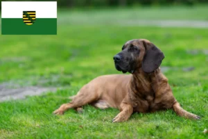 Read more about the article Hannoverscher Schweißhund opdrættere og hvalpe i Sachsen