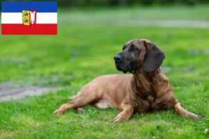 Read more about the article Hannoverscher Schweißhund opdrættere og hvalpe i Slesvig-Holsten