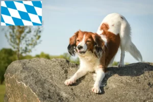 Read more about the article Hollandske Kooikerhondje-opdrættere og hvalpe i Bayern