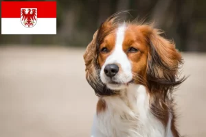 Read more about the article Hollandske Kooikerhondje opdrættere og hvalpe i Brandenburg