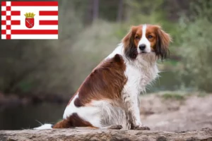Read more about the article Hollandske Kooikerhondje-opdrættere og hvalpe i Bremen
