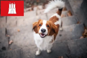 Read more about the article Hollandske Kooikerhondje-opdrættere og hvalpe i Hamborg