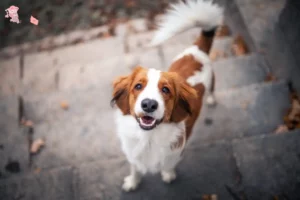 Read more about the article Hollandske Kooikerhondje-opdrættere og hvalpe i Hovedstaden