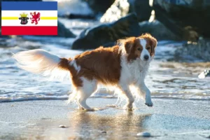 Read more about the article Hollandske Kooikerhondje-opdrættere og hvalpe i Mecklenburg-Vorpommern