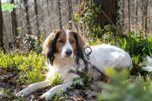 Read more about the article Hollandske Kooikerhondje opdrættere og hvalpe i Midtjylland