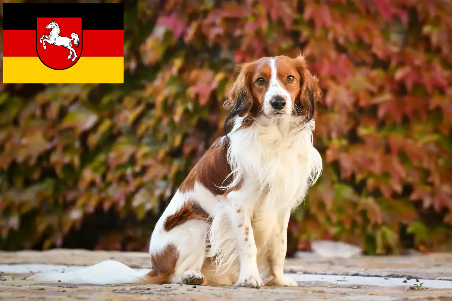 Read more about the article Hollandske Kooikerhondje-opdrættere og hvalpe i Niedersachsen
