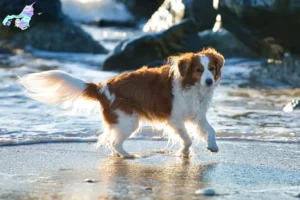 Read more about the article Hollandske Kooikerhondje opdrættere og hvalpe i Nordjylland