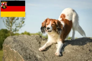 Read more about the article Hollandske Kooikerhondje-opdrættere og hvalpe i Rheinland-Pfalz