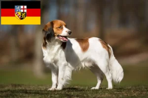 Read more about the article Hollandske Kooikerhondje opdrættere og hvalpe i Saarland