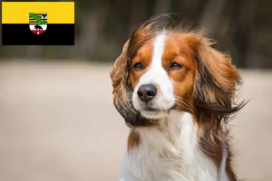Read more about the article Hollandske Kooikerhondje-opdrættere og hvalpe i Sachsen-Anhalt