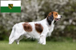 Read more about the article Hollandske Kooikerhondje-opdrættere og hvalpe i Sachsen