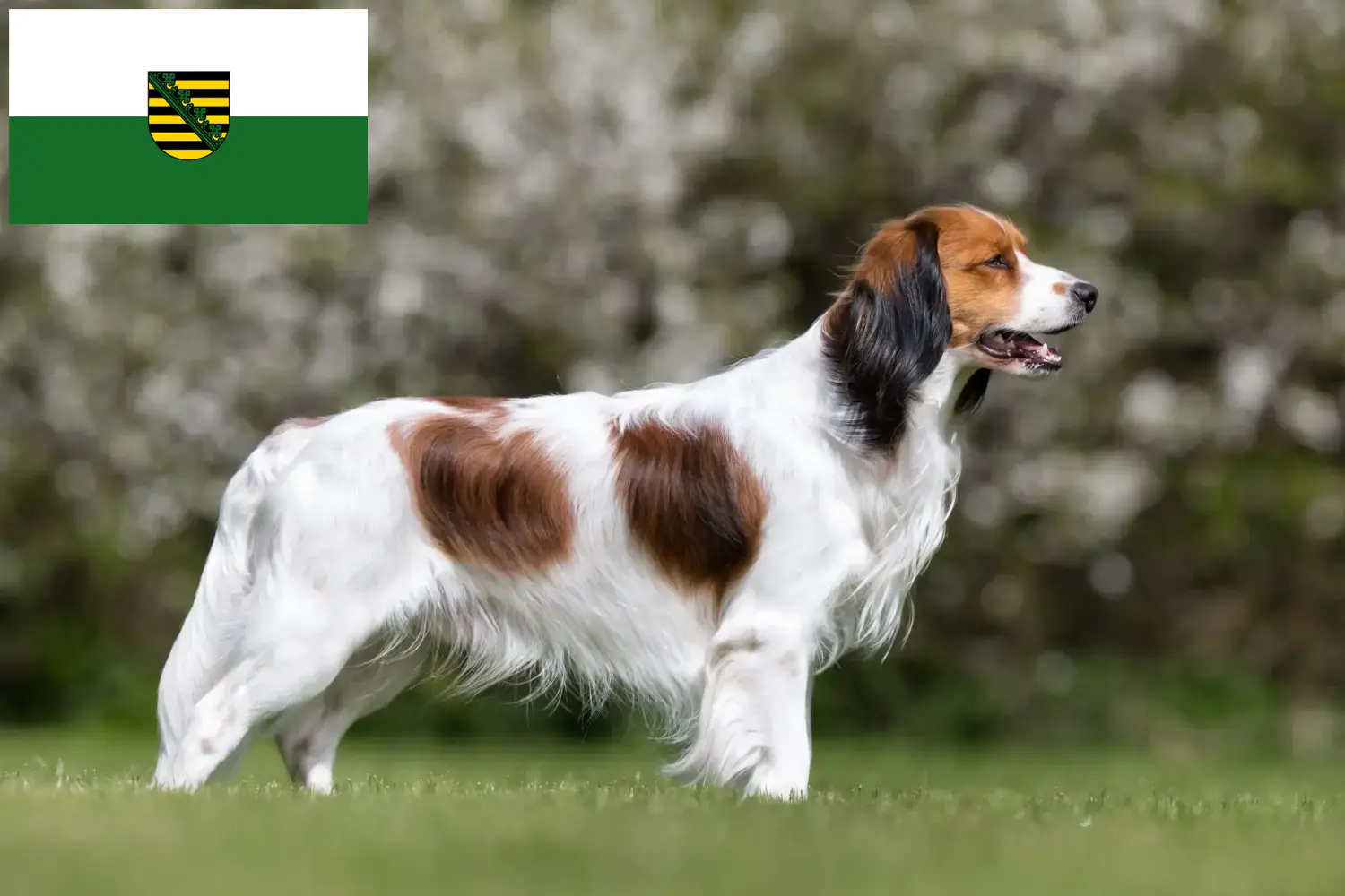 Read more about the article Hollandske Kooikerhondje-opdrættere og hvalpe i Sachsen