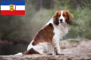 Read more about the article Hollandske Kooikerhondje-opdrættere og hvalpe i Slesvig-Holsten