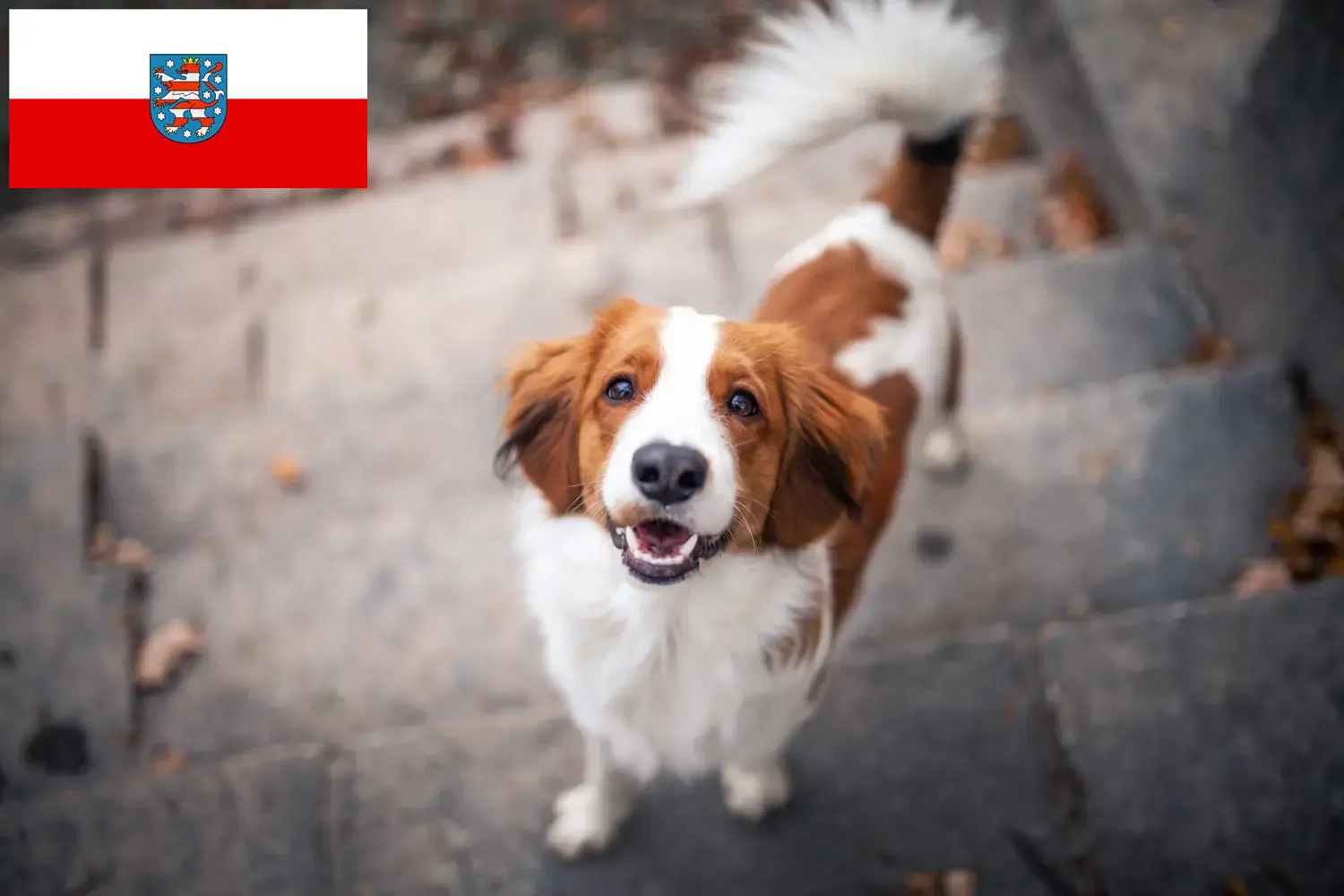 Read more about the article Hollandske Kooikerhondje-opdrættere og hvalpe i Thüringen