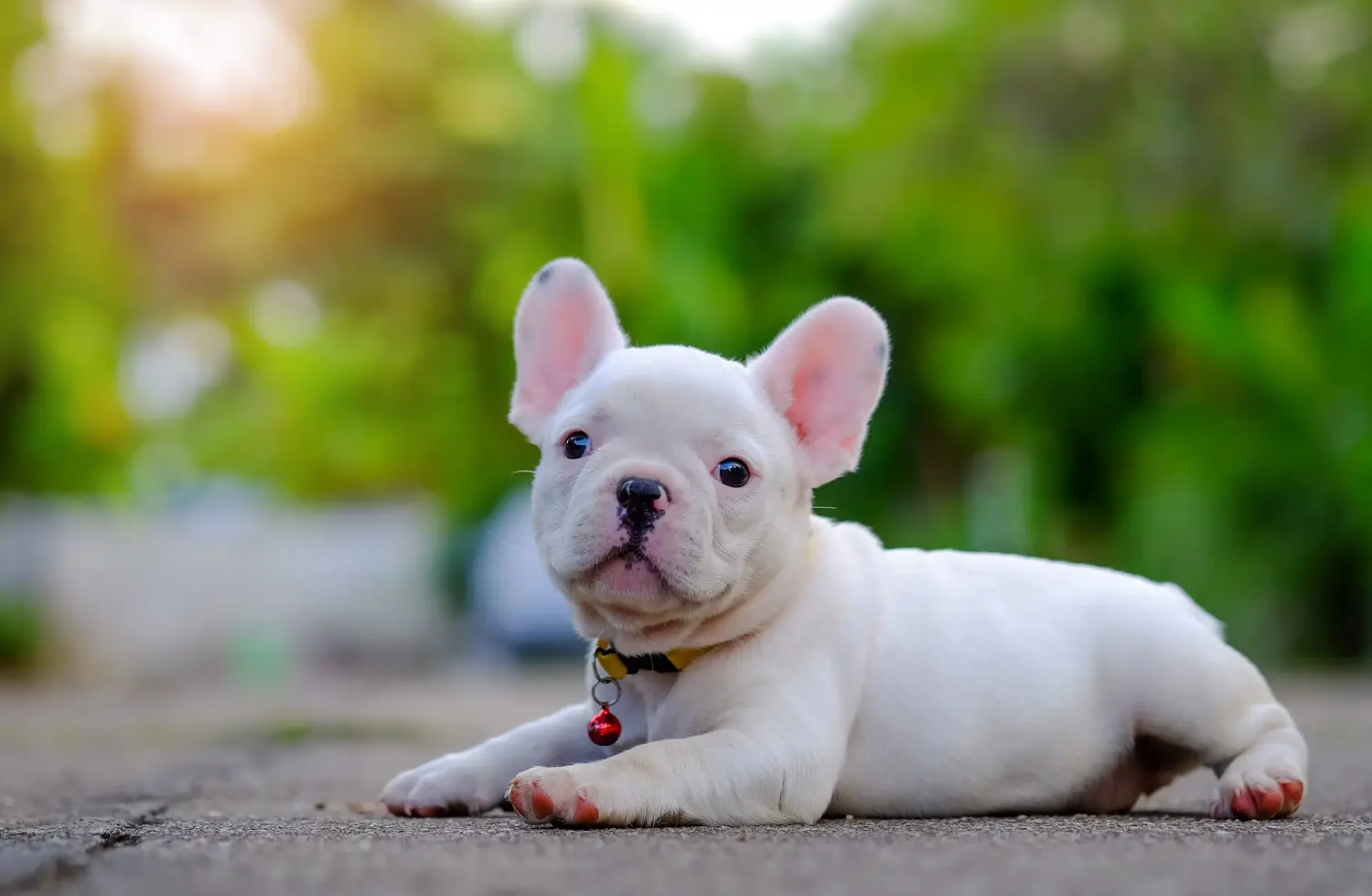 At købe en fransk bulldog-hvalp betyder at tage ansvar! Køb franske bulldog-hvalpe.