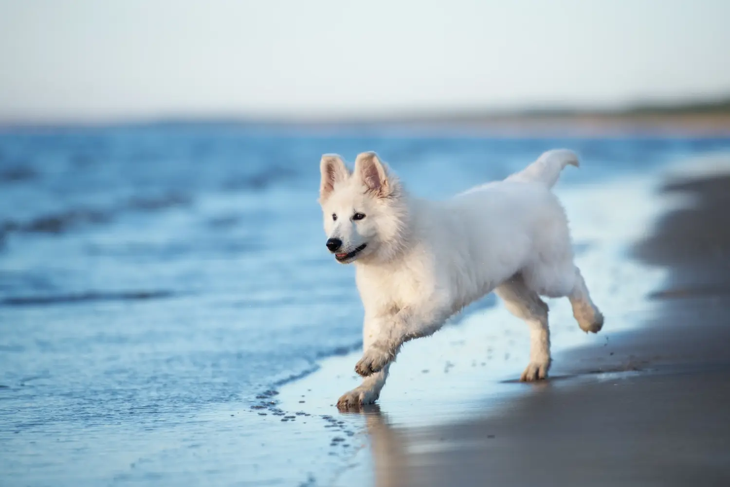 At købe en hvid schweizerhundehvalp betyder at tage ansvar! Køb hvide schweiziske hyrdehundehvalpe.