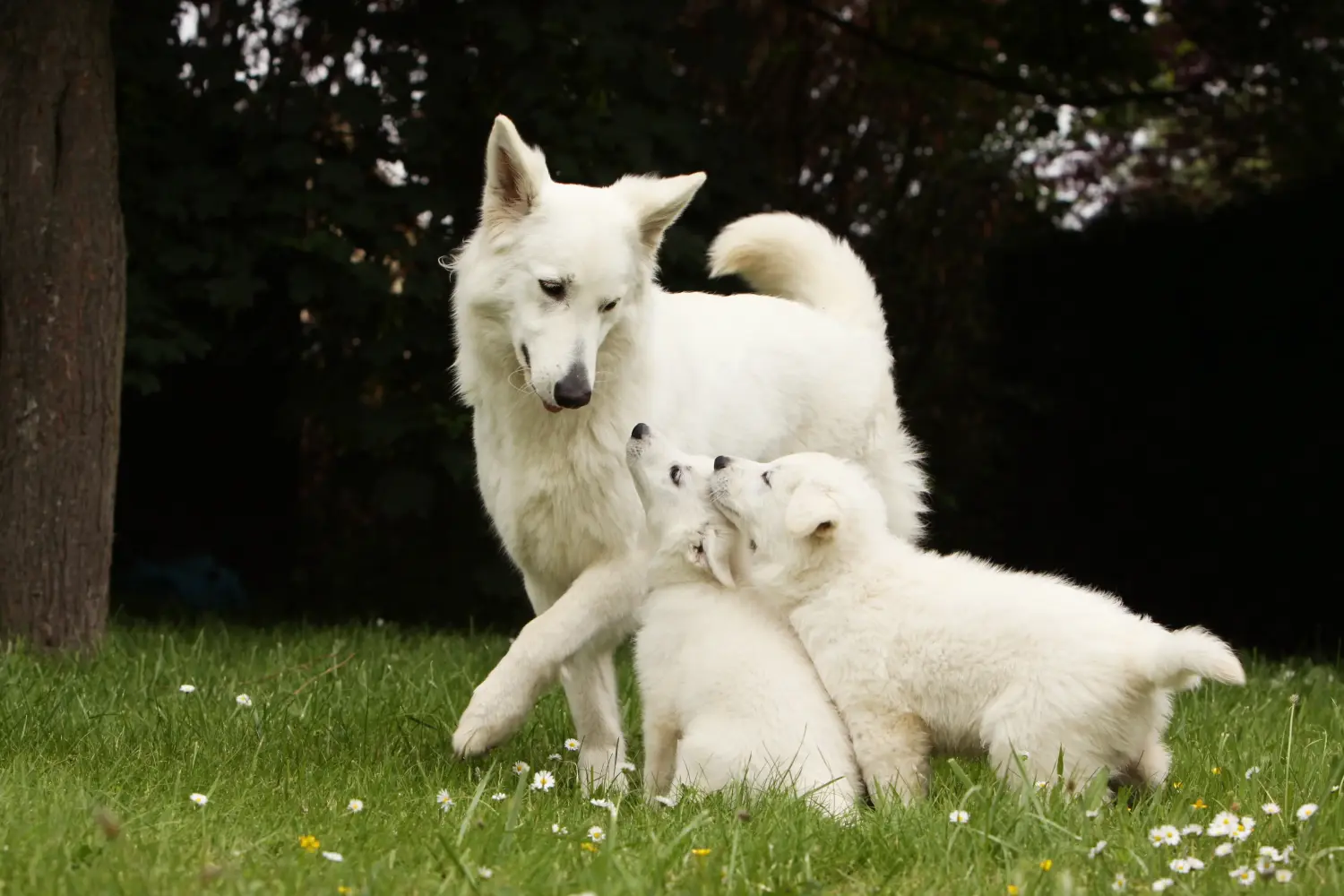 At købe en hvid schweizerhundehvalp betyder at tage ansvar! Køb hvide schweiziske hyrdehundehvalpe.