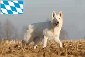 Read more about the article Hvide schweizerhundeopdrættere og hvalpe i Bayern