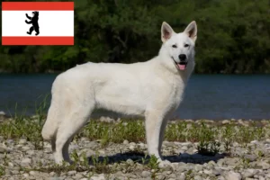 Read more about the article Hvid schweizisk hyrdehundeopdrætter og hvalpe i Berlin