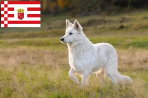 Read more about the article Hvid schweizisk hyrdehund Opdrætter og hvalpe i Bremen