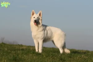 Read more about the article Hvid schweizerhundeopdrættere og hvalpe i Midtjylland