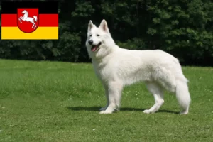 Read more about the article Hvid schweizisk hyrdehundeopdrætter og hvalpe i Niedersachsen