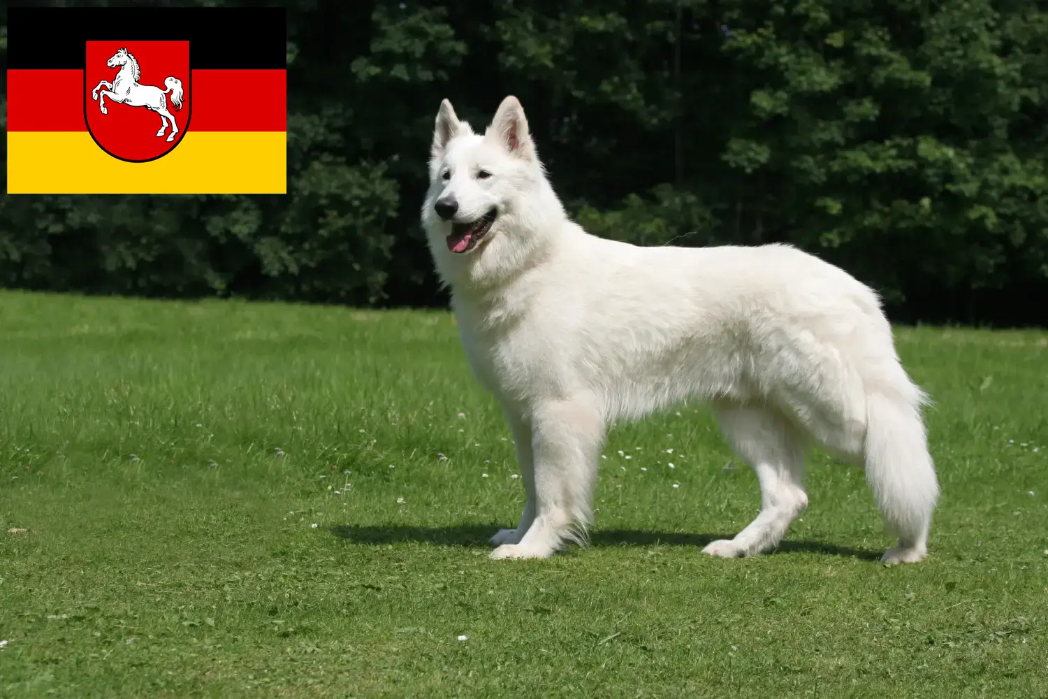 Hvide schweizerhundehvalpe og opdrættere i Niedersachsen Her kan du finde opdrættere af hvide schweiziske hyrdehunde i Niedersachsen.