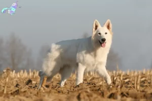 Read more about the article Hvid schæferhund opdrættere og hvalpe i Nordjylland