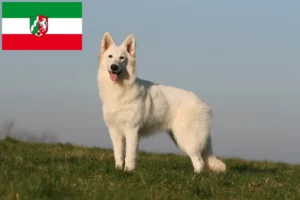 Read more about the article Hvide schweizerhundeopdrættere og hvalpe i Nordrhein-Westfalen
